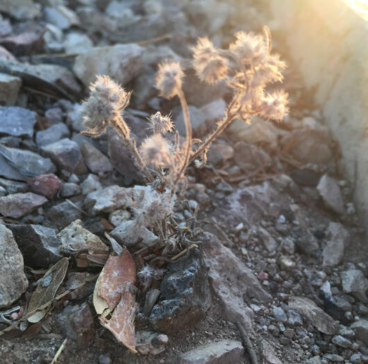 Ground Flower